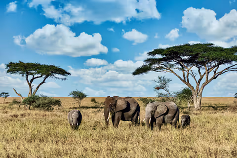 Masai Mara: A Guide to Luxury Safari Lodges and Private Reserves